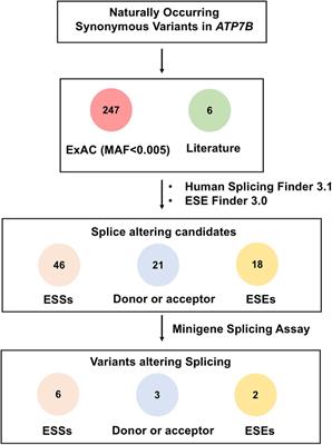 A Comprehensive Analysis and Splicing Characterization of Naturally Occurring Synonymous Variants in the ATP7B Gene